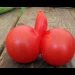 DP BBM Lucu Buah Aneh Dan Langka Gokil Bikin Ngakak
