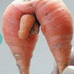 DP BBM Lucu Buah Aneh Langka Gokil Bikin Ngakak