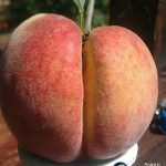 DP BBM Lucu Buah Aneh Sedunia Gokil Bikin Ngakak
