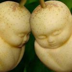 DP BBM Lucu Buah Berbentuk Aneh Dan Unik Gokil Bikin Ngakak