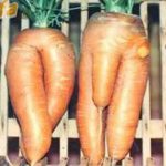 DP BBM Lucu Buah Buahan Aneh Gokil Bikin Ngakak