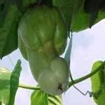 DP BBM Lucu Fenomena Buah Aneh Gokil Bikin Ngakak