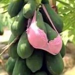 DP BBM Lucu Foto Buah Aneh Tapi Nyata Gokil Bikin Ngakak