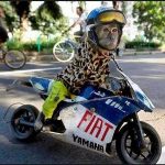 DP BBM Lucu Valentino Rossi Topeng Monyet